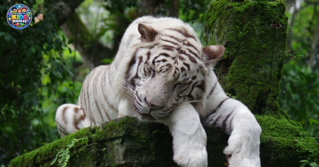 Animal Riddles For Adults
